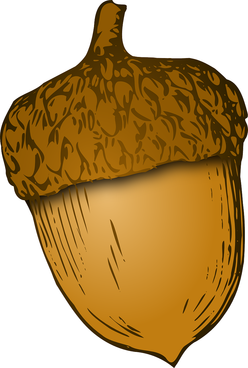 acorn